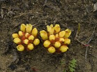 Cytinus hypocistis 15, Saxifraga-Willem van Kruijsbergen