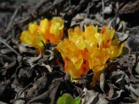 Cytinus hypocistis 16, Saxifraga-Ed Stikvoort