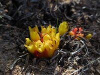 Cytinus hypocistis 17, Saxifraga-Ed Stikvoort