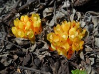 Cytinus hypocistis 18, Saxifraga-Ed Stikvoort