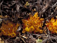 Cytinus hypocistis 3, Saxifraga-Piet Zomerdijk