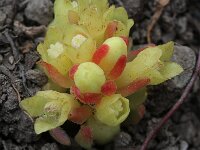 Cytinus hypocistis 4, Saxifraga-Rutger Barendse