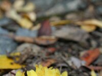 Cytinus hypocistis 7, Saxifraga-Jeroen Willemsen