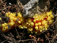 Cytinus hypocistis 8, Saxifraga-Jeroen Willemsen
