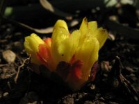Cytinus hypocistis 9, Saxifraga-Rutger Barendse