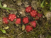 Cytinus hypocistis ssp clusii 5, Saxifraga-Willem van Krijsbergen