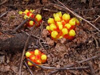 Cytinus hypocistus 22, Saxifraga-Hans Grotenhuis