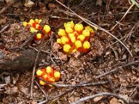 Cytinus hypocistus 24, Saxifraga-Hans Grotenhuis