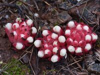 Cytinus hypocistus ssp clusii 19, Saxifraga-Harry Jans