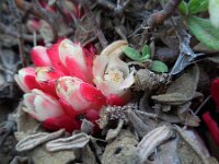 Cytinus ruber 3, Saxifraga-Ed Stikvoort