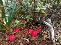 Cytinus ruber 4, Saxifraga-Ed Stikvoort