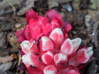 Cytinus ruber 5, Saxifraga-Ed Stikvoort
