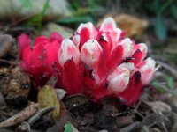 Cytinus ruber 7, Saxifraga-Ed Stikvoort