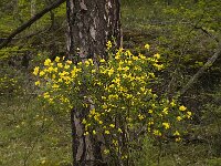 Cytisophyllum sessilifolium