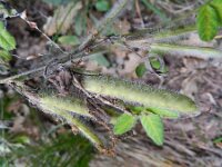 Cytisophyllum sessilifolium 14, Saxifraga-Rutger Barendse