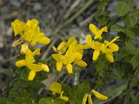Cytisophyllum sessilifolium 2, Saxifraga-Jan van der Straaten