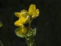 Cytisophyllum sessilifolium 4, Saxifraga-Jan van der Straaten