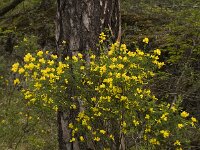 Cytisophyllum sessilifolium 5, Saxifraga-Jan van der Straaten