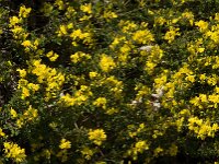 Cytisophyllum sessilifolium 8, Saxifraga-Jan van der Straaten