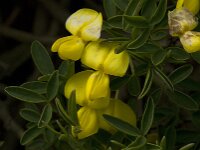 Cytissus emeriflorus