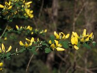 Cytisus beaticus