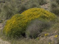 Cytisus galianoi