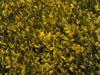 Cytisus galianoi 2, Saxifraga-Willem van Kruijsbergen