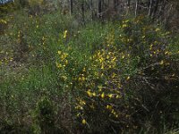 Cytisus grandiflorus 10, Saxifraga-Ed Stikvoort