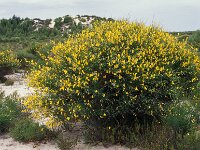 Cytisus grandiflorus