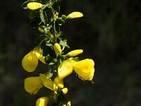 Cytisus grandiflorus 4, Saxifraga-Jan van der Straaten
