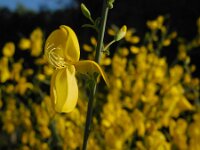 Cytisus grandiflorus 5, Saxifraga-Ed Stikvoort