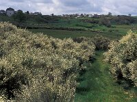 Cytisus multiflorus 2, Iberische brem, Saxifraga-Piet Zomerdijk