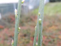 Cytisus multiflorus 3, Iberische brem, Saxifraga-Rutger Barendse