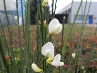 Cytisus multiflorus 4, Iberische brem, Saxifraga-Rutger Barendse