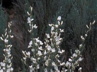Cytisus multiflorus 6, Iberische brem, Saxifraga-Jan van der Straaten