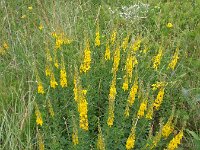 Cytisus nigricans