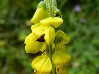 Cytisus nigricans 2, Saxifraga-Rutger Barendse