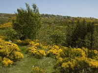 Cytisus oromediterraneus