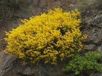 Cytisus oromediterraneus 11, Saxifraga-Willem van Kruijsbergen
