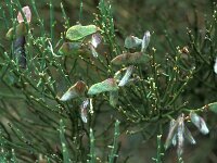 Cytisus purgens