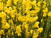 Cytisus purgens 2, Saxifraga-Jan van der Straaten