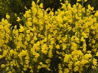 Cytisus purgens 3, Saxifraga-Jan van der Straaten