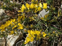 Cytisus sauzeanus 4, Saxifraga-Marijke Verhagen