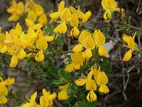 Cytisus sauzeanus 6, Saxifraga-Willem van Kruijsbergen