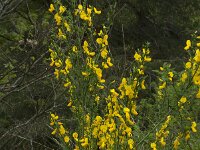 Cytisus scoparius 14, Brem, Saxifraga-Willem van Kruijsbergen