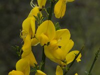 Cytisus scoparius 15, Brem, Saxifraga-Willem van Kruijsbergen