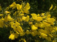 Cytisus scoparius 19, Brem, Saxifraga-Jan van der Straaten