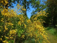 Cytisus scoparius 26, Brem, Saxifraga-Ed Stikvoort