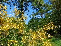 Cytisus scoparius 27, Brem, Saxifraga-Ed Stikvoort