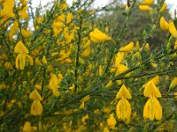 Cytisus scoparius 32, Brem, Saxifraga-Ed Stikvoort